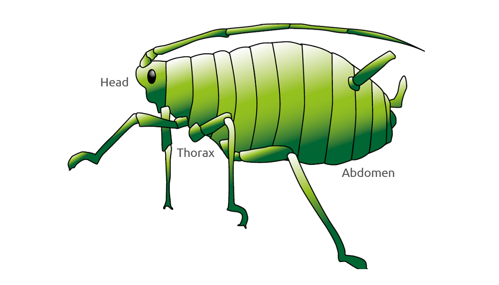 Illustration of the defining features of an aphid
